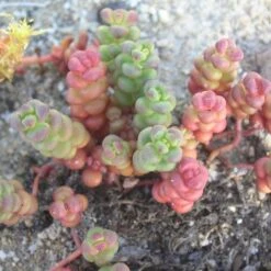 Old Man's Bones Sedum 7 Old Man's Bones Sedum -Garden Outfitters Store sedum globosum old mans bones 1