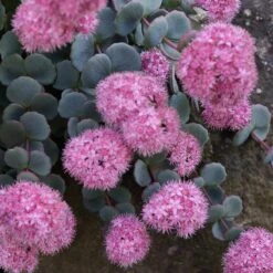 October Daphne Sedum 11 October Daphne Sedum -Garden Outfitters Store sedum seboldii october daphne 11