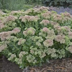 Autumn Fire Sedum 12 Autumn Fire Sedum -Garden Outfitters Store sedum autumn fire whole plant e
