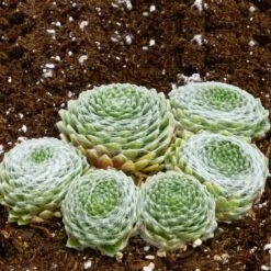 Cobweb Hens And Chicks -Garden Outfitters Store sempervivum arachnoideum