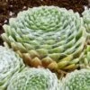 Cobweb Hens And Chicks -Garden Outfitters Store sempervivum arachnoideum 3