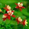 Red Hobbit Columbine -Garden Outfitters Store shutterstock 42234346 aquilegia caerulea red hobbit 1