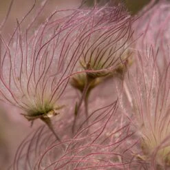 Apache Plume (Fallugia) -Garden Outfitters Store shutterstock apache plume fallugia paradoxa 2 cropped