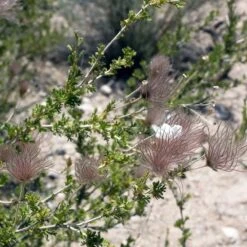 Apache Plume (Fallugia) -Garden Outfitters Store shutterstock apache plume fallugia paradoxa 3 cropped