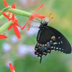 Royal Catchfly (Silene) -Garden Outfitters Store silene regia royal catchfly black swallowtail butterfly 1