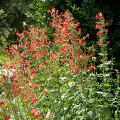 Royal Catchfly (Silene) -Garden Outfitters Store silene reiga royal catchfly full plant