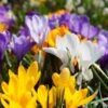 Snow Crocus Mix -Garden Outfitters Store snow crocus mix 1