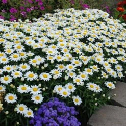 Snowcap Shasta Daisy -Garden Outfitters Store snowcap shasta daisy 2