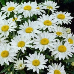 Snowcap Shasta Daisy -Garden Outfitters Store snowcap shasta daisy 3