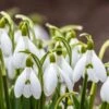 Snowdrops -Garden Outfitters Store snowdrops green white 530249788 cropped