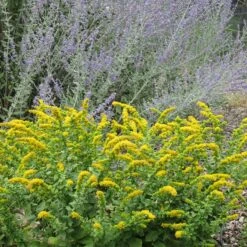 Golden Fleece Goldenrod (Solidago) -Garden Outfitters Store solidago golden fleece russian sage perovskia atriplicifolia