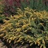 Golden Fleece Goldenrod (Solidago) 1 Golden Fleece Goldenrod (Solidago) -Garden Outfitters Store solidago sphacelata golden fleece 91928 web 1 2