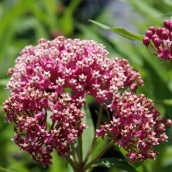 Soulmate Swamp Milkweed -Garden Outfitters Store soulmate milkweed asclepias incarnata 1