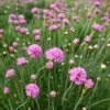 Splendens Armeria -Garden Outfitters Store splendens sea thrift armeria maritima splendens flowres
