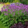 Hummelo Betony -Garden Outfitters Store stachys monieri hummelo 1