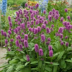 Hummelo Betony -Garden Outfitters Store stachys monieri hummelo 3