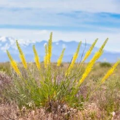 Prince's Plume -Garden Outfitters Store stanleya pinnata princes plume 2