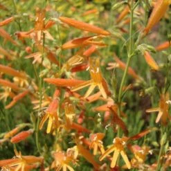 SteppeSuns® Sunset Glow Penstemon -Garden Outfitters Store steppesuns sunset glow penstemon flowers