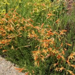 SteppeSuns® Sunset Glow Penstemon -Garden Outfitters Store steppesuns sunset glow penstemon orange