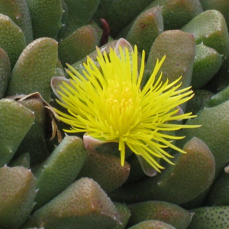 Night-Blooming Ice Plant (Stomatium) 4 Night-Blooming Ice Plant (Stomatium) - Image 2