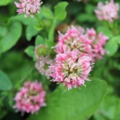 Alternative Lawn Wildflower Seed Mix -Garden Outfitters Store strawberry clover close up