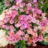 Sunset Strain Lewisia 1 Sunset Strain Lewisia -Garden Outfitters Store sunset strain lewisia rock garden