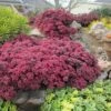 SunSparkler® Dazzleberry Sedum -Garden Outfitters Store sunsparkler dazzleberry sedum 1