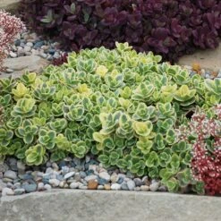 SunSparkler® Lime Twister Sedum 9 SunSparkler® Lime Twister Sedum -Garden Outfitters Store sunsparkler lime twister sedum