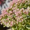 SunSparkler® Lime Twister Sedum -Garden Outfitters Store sunsparkler lime twister sedum close up