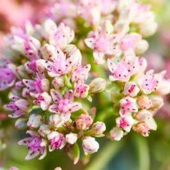 SunSparkler® Lime Twister Sedum 8 SunSparkler® Lime Twister Sedum -Garden Outfitters Store sunsparkler lime twister sedum pink flowers