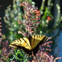 Agastache Rupestris -Garden Outfitters Store swallowtail butterflyon agastache rupestris pam koch az 3