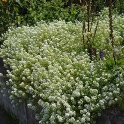 Alternative Lawn Wildflower Seed Mix -Garden Outfitters Store sweet alyssum