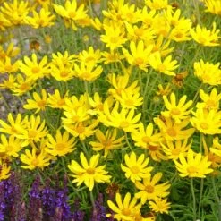 Takilma Gold Oregon Sunshine (Eriophyllum) 5 Takilma Gold Oregon Sunshine (Eriophyllum) -Garden Outfitters Store takila gold oregon sunshine