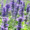 Texas Violet Salvia -Garden Outfitters Store texas violet mealy sage salvia farinacea