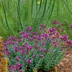 Thanksgiving Ornamental Oregano 7 Thanksgiving Ornamental Oregano -Garden Outfitters Store thanksgiving ornamental oregano oreganum with liatris garden