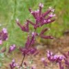 Thanksgiving Ornamental Oregano -Garden Outfitters Store thanksgiving ornamental oregano origanum close up