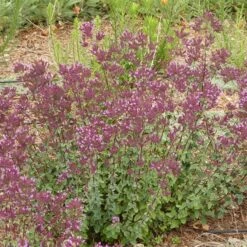 Thanksgiving Ornamental Oregano 6 Thanksgiving Ornamental Oregano -Garden Outfitters Store thanksgiving ornamental oregano origanum full garden