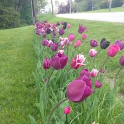 Blue Moon Triumph Tulip Mix -Garden Outfitters Store tulip blue moon mix cropped hm 6