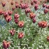Slawa Triumph Tulip -Garden Outfitters Store tulipa slawa triumph tulip garden cropped