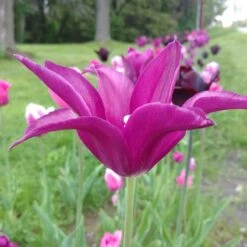 Blue Moon Triumph Tulip Mix -Garden Outfitters Store tulipa blue moon mix hm 3