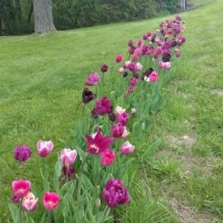 Blue Moon Triumph Tulip Mix -Garden Outfitters Store tulipa blue moon mix hm 4