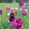 Blue Moon Triumph Tulip Mix -Garden Outfitters Store tulipa blue moon mix hm 5