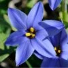 Jessie Spring Starflower -Garden Outfitters Store vaem08096 ipheion uniflorum jessie close up cropped