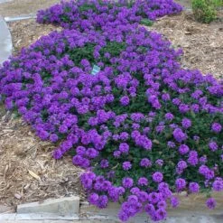 Valley Lavender® Plains Verbena -Garden Outfitters Store verbena bipinnitifida valley lavender 3