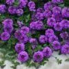 Valley Lavender® Plains Verbena -Garden Outfitters Store verbena bipinnitifida valley lavender close up 2