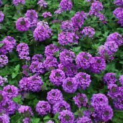 Valley Lavender® Plains Verbena -Garden Outfitters Store verbena bipinnitifida valley lavender close up
