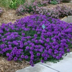 Valley Lavender® Plains Verbena -Garden Outfitters Store verbena bipinnitifida valley lavender pat hayward