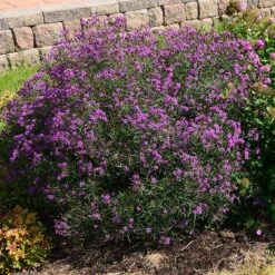 Summer's Swan Song Ironweed (Vernonia) -Garden Outfitters Store vernonia summer swan song garden jim ault