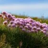 Victor Reiter Armeria -Garden Outfitters Store victor reiter sea thrift armeria martima flowering