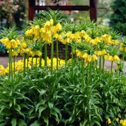 Yellow Crown Imperial -Garden Outfitters Store visi02917 fritillaria lutea cropped